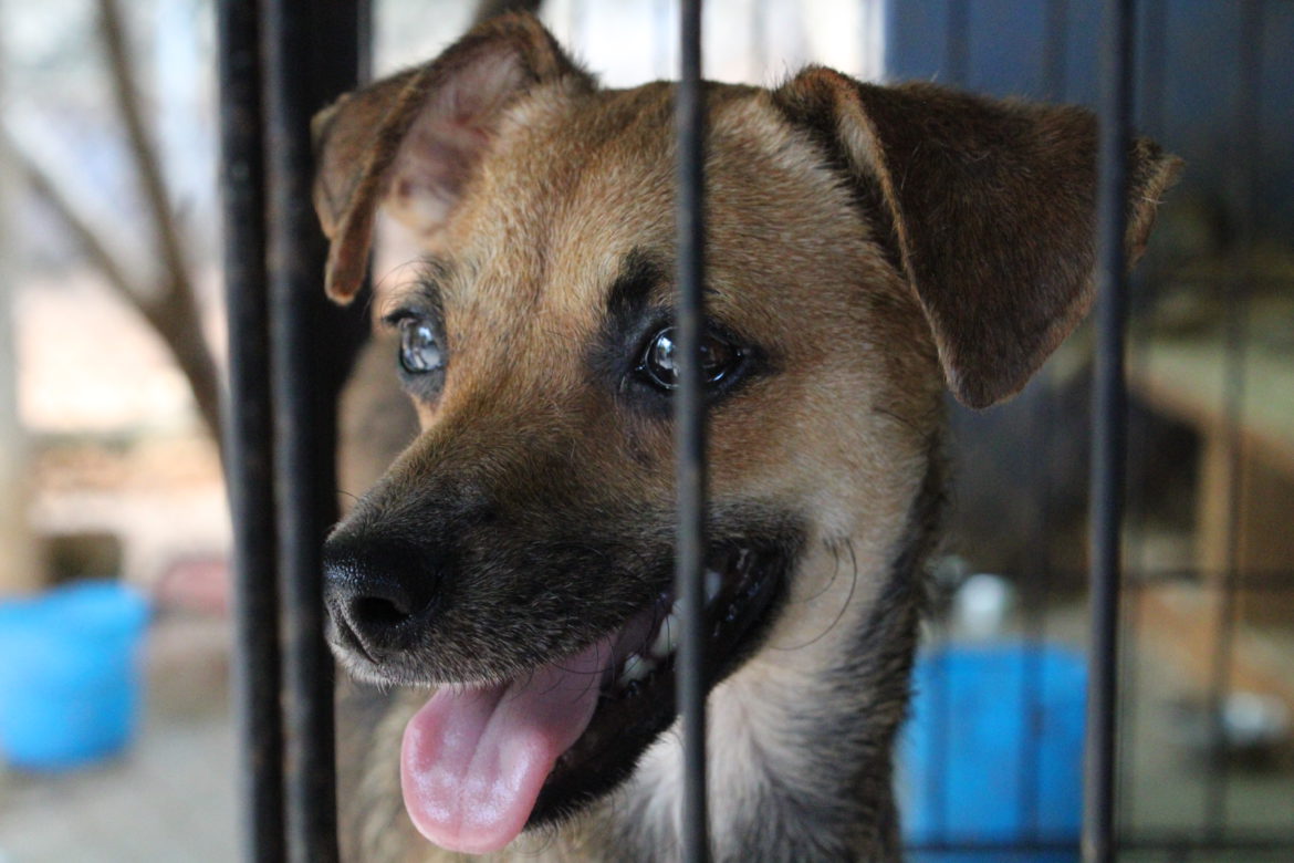 Evolución Animal, el refugio de perros y gatos «yucanadienses»