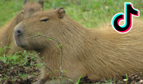 Capibara, una estrella en redes sociales