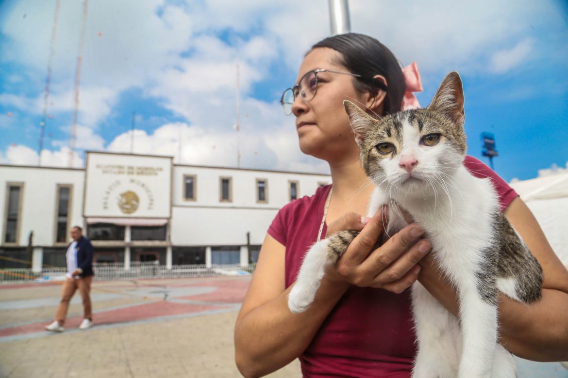 Esterilización de mascotas a bajo costo en Mérida: ¿dónde y cómo solicitarla?