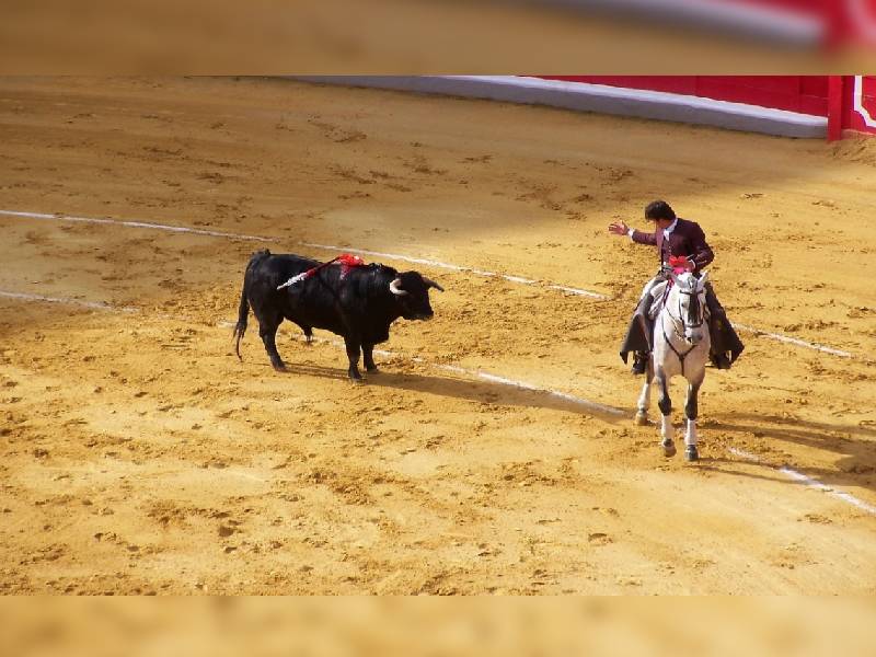 Proponen en Yucatán un modelo de corridas de toros sin maltrato