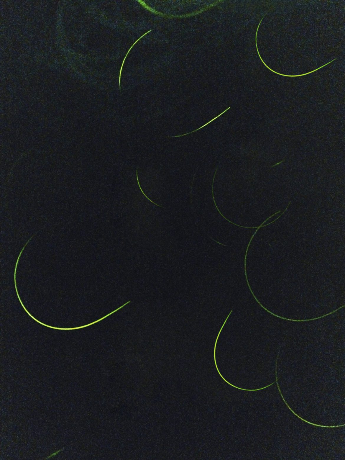 La crisis de las luces: luciérnagas en extinción