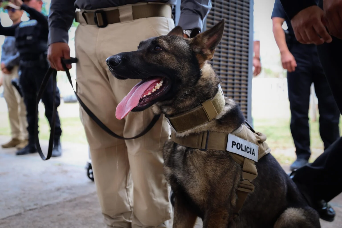 Yucatán integra nuevos binomios caninos para detección de explosivos